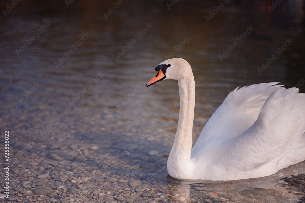 Fototapeta premium Graceful white swan looking at the camera by the lake, exuding calmness and elegance