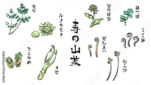 春の山菜の和風ベクターイラスト（カラー）。