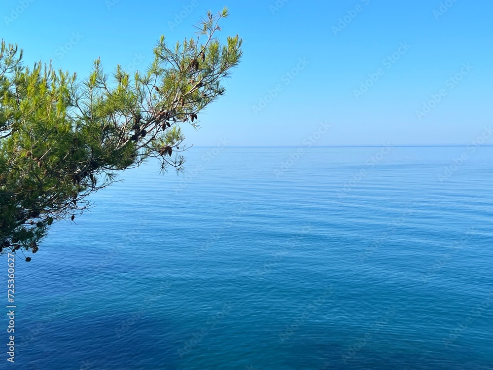 Pine tree above blue sea calm surface. Pine tree above blue sea calm surface.