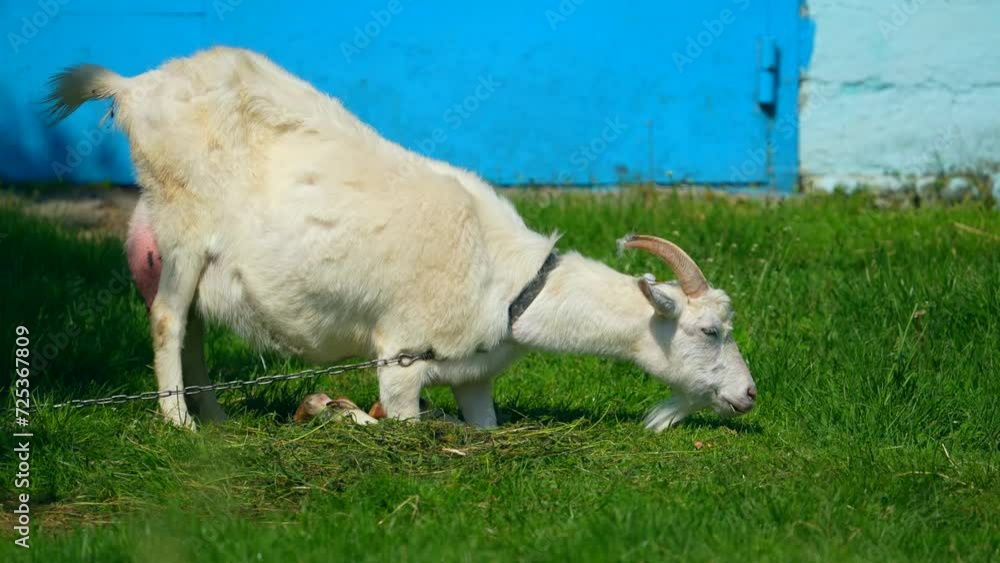 Young goat in the field. Beautiful goat in a green field. The goat is grazing in the field. goat eats grass Young goat in the field. Beautiful goat in a green field. The goat is grazing in the field. goat eats grass