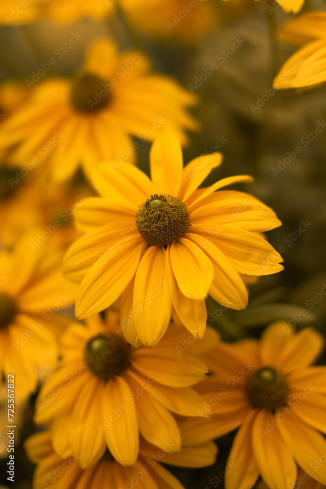 żółta rudbekia jesienią w ogrodzie, flower meadow żółta rudbekia jesienią w ogrodzie, flower meadow