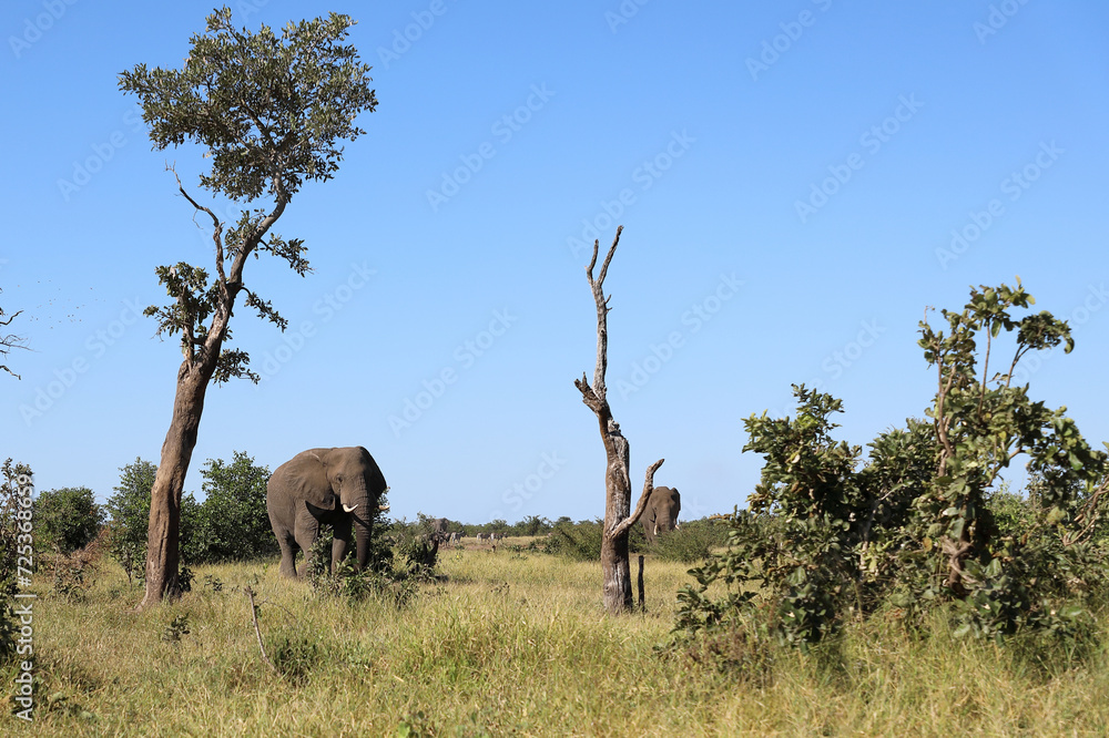 Fototapeta premium Afrikanischer Elefant / African elephant / Loxodonta africana