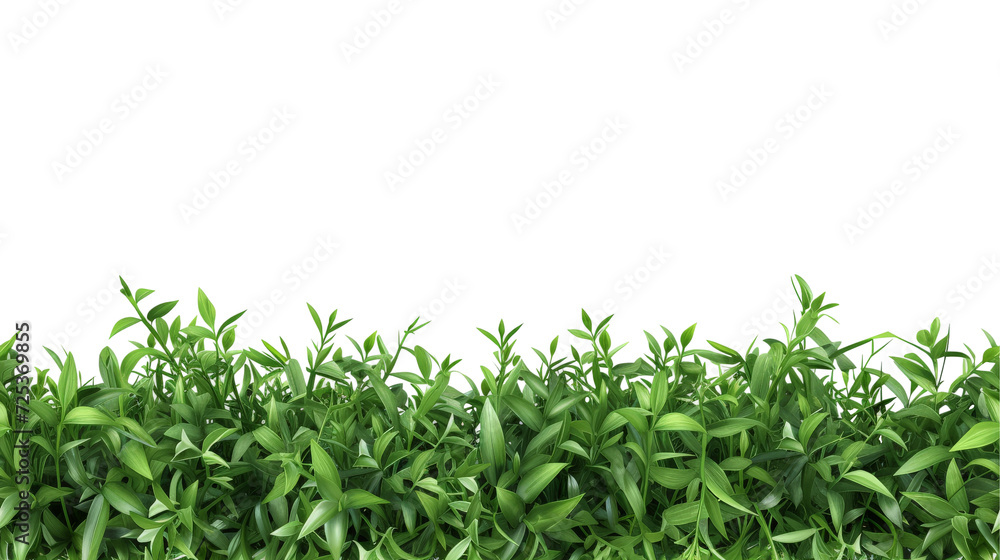 Vibrant green grass with a clean transparent backdrop. Vibrant green grass with a clean transparent backdrop.
