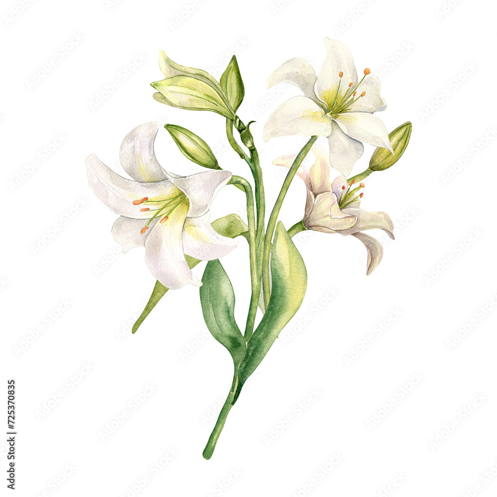 Watercolor botanical white flowers isolated on white background. Easter floral bunch hand drawn. White bush lily, stem, bud and leaves. Gentle element for invitation, Easter decorations, wedding
