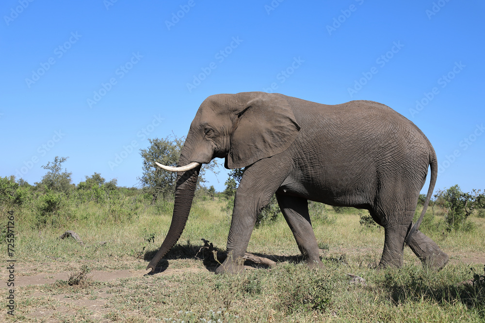 Fototapeta premium Afrikanischer Elefant / African elephant / Loxodonta africana