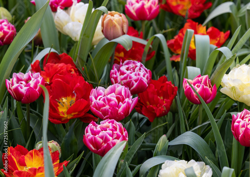 colorful tulips blooming in a garden photo