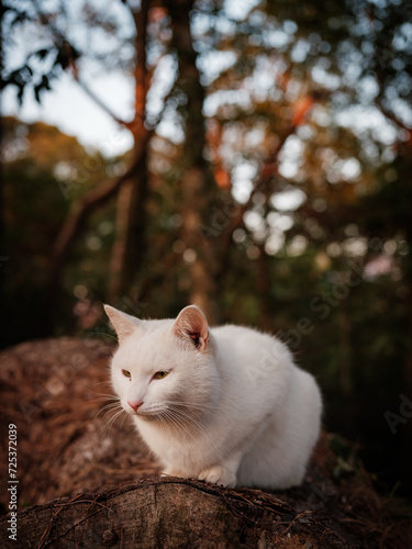 A cute white cat on the tree in a forest, Stray cat or animal, Nobody, High resolution over 50MP photo