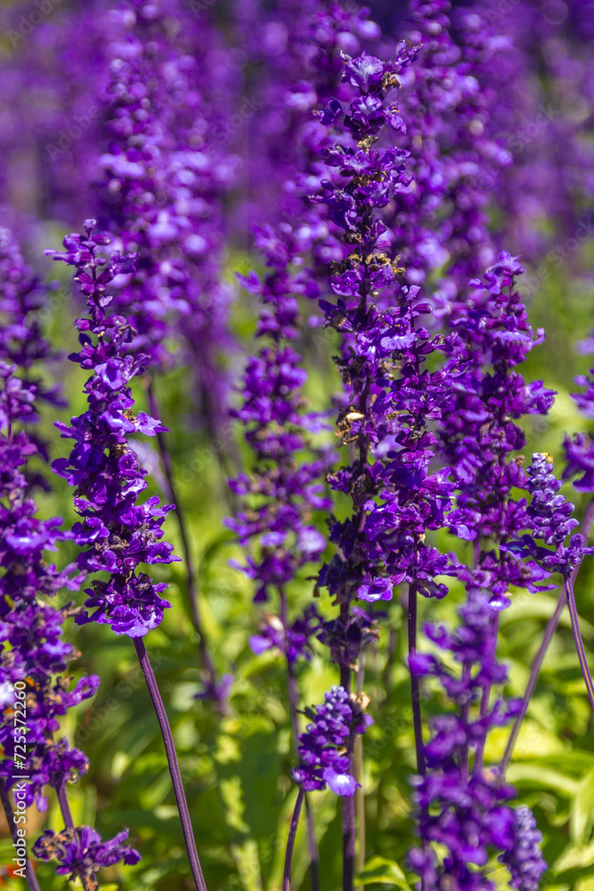 Blooming blue bugleweed in spring. Closeup view of herbaceous flowering plants on green pasture. Natural background Blooming blue bugleweed in spring. Closeup view of herbaceous flowering plants on green pasture. Natural background