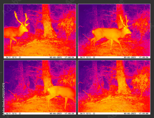 Trail cam night vision of Sika deer stag. Infrared thermal imaging, taken in New Zealand, Kaimanawa Ranges, central North Island, during the Roar season when stags are most active. photo