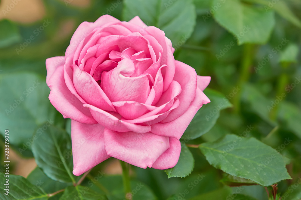 Pink bright rose flowers on a green background in the summer garden. Selective focus. Content for the site, postcards, banners, congratulations. Pink bright rose flowers on a green background in the summer garden. Selective focus. Content for the site, postcards, banners, congratulations.