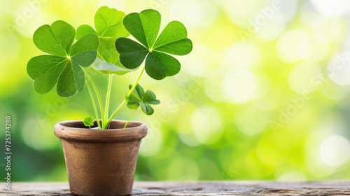 Green four leaf clover on table, rare fourleaf nature spring leaves floral natural grass plant background, good luck shamrock and lucky charm fortune concept, Saint Patricks Day symbol .