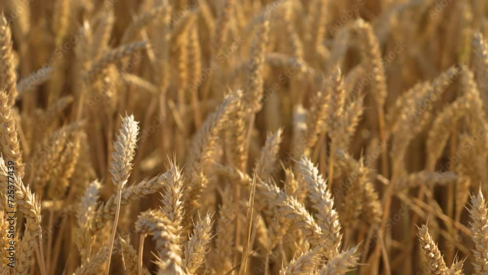 Wheat field with agricultural grain before harvest, ripe golden barley seeds growing at farm at sunset. Work in agronomic farm for making business and production organic eco bio food Wheat field with agricultural grain before harvest, ripe golden barley seeds growing at farm at sunset. Work in agronomic farm for making business and production organic eco bio food