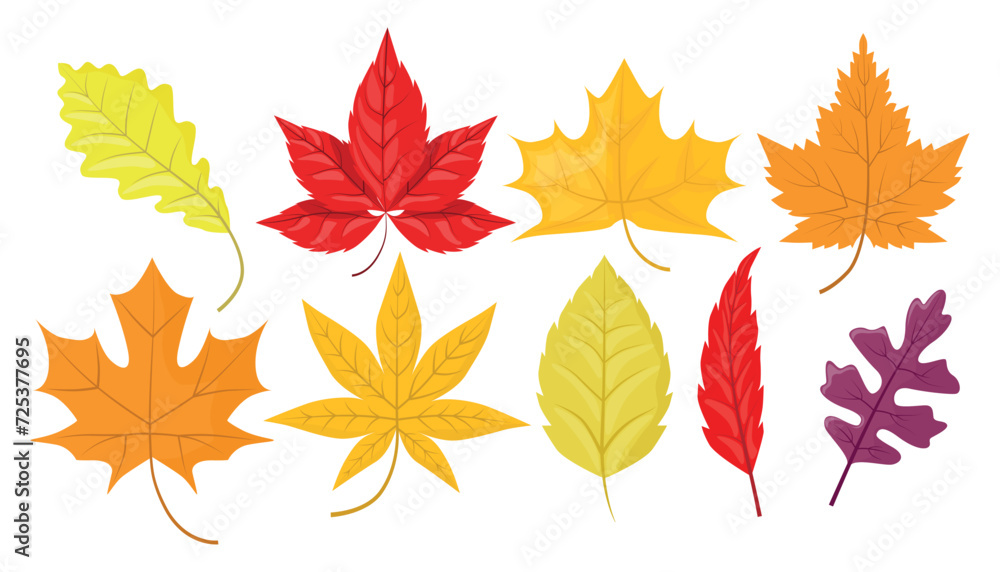 Set of beautiful colored autumn leaves in cartoon style. Vector illustration of yellow, orange, red autumn different leaves: maple, oak, isolated on white background. Set of beautiful colored autumn leaves in cartoon style. Vector illustration of yellow, orange, red autumn different leaves: maple, oak, isolated on white background.