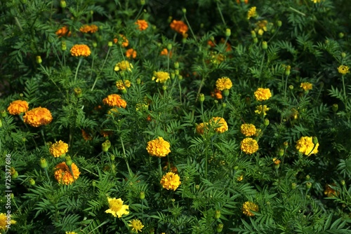 marigold flower in the garden