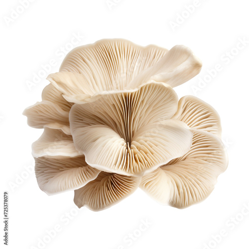 Oyster mushrooms clip art