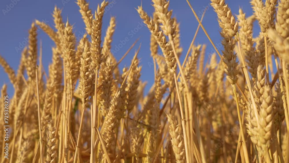 Ripe Wheat Field Against Blue Sky: Glimpse of Rural Agricultural Growth. Thriving rural agricultural crops before harvest. Fertile soil, harvest festival, crop yield. Agriculture industry
