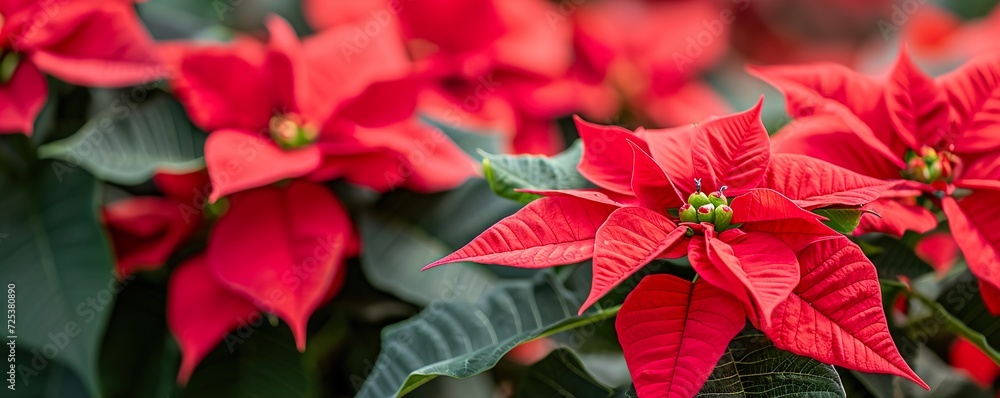 red and yellow flowers