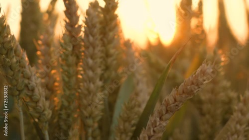 Close-up Sunset Wheat Field With Growing Rural Agricultural Crops. Agricultural ripe grain growing at farm. Fertile soil, harvest festival, crop yield. Agrarian industry photo