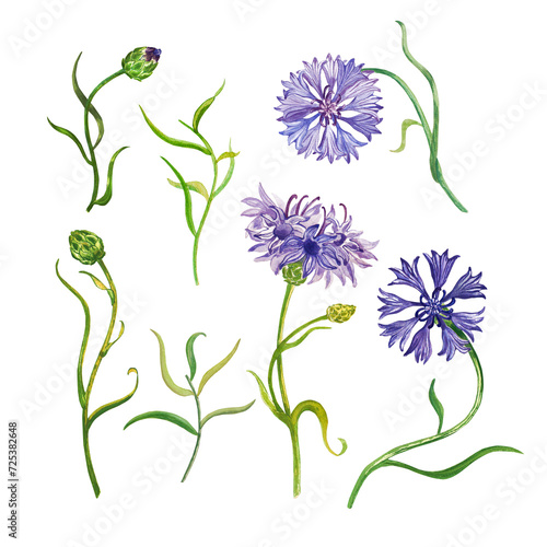 Wallpaper Mural Watercolor illustration.Flowers. Delicate cornflowers, dahlias, irises. They go well together. Suitable for printing on fabric and cards. Torontodigital.ca