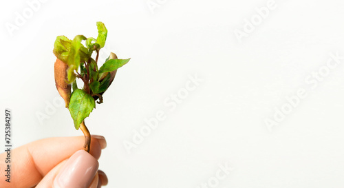 Bilde på lerret The banner of a young sprout in the hand is isolated on a white background with space for text