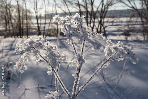 Field plants covered with crystalline frost in winter