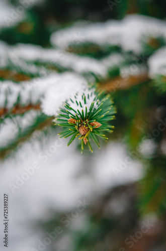 Macro photography of spruce branches