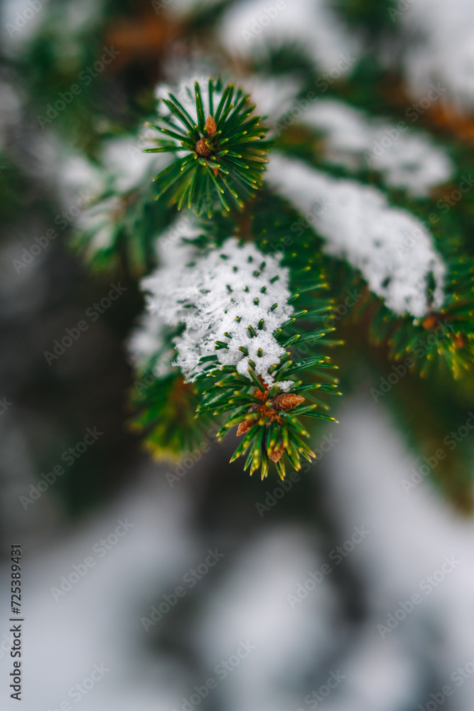 Macro photography of spruce branches Macro photography of spruce branches