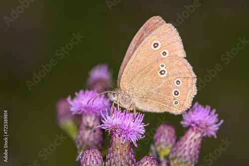 The ringlet - Aphantopus hyperantus on Cirsium arvense - creeping thistle