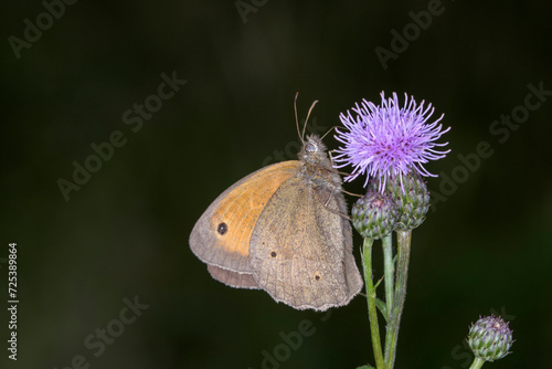 Meadow Brown butterfly - Maniola jurtina resting on Cirsium arvense - creeping thistle