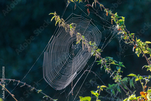 Fotografia A cross spider lurks in the center of its spider web in the morning light for pr
