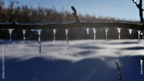 Icicles on tree branch in winter garden