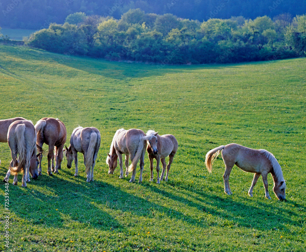 Fototapeta premium Haflingerherde