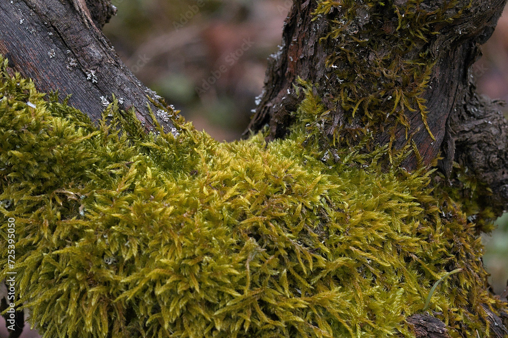 root vine covered with moss taken from close up root vine covered with moss taken from close up