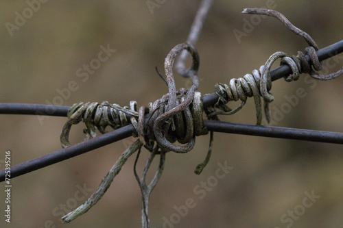 dry shoots wrapped around rusty crossed wire