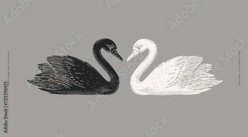 White and black swan. Wild waterfowl on a gray background. Two graceful swans in the style of a linocut print. A beautiful bird - a symbol of strong love and romance. photo