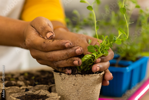 Hands of biracial woman planting seedling in biodegradable starter pot on worktop