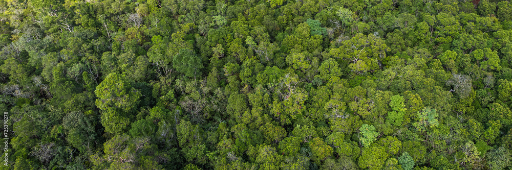 Aerial view of a dense green forest canopy, conceptually ideal for Earth Day or environmental conservation themes  Earth Day concept