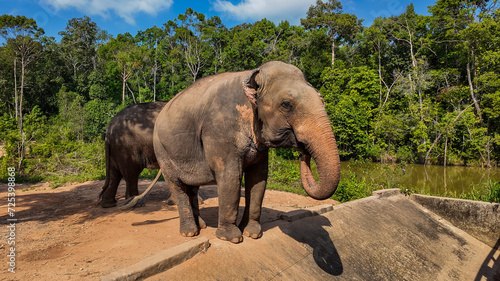 An Asian elephant stands prominently on a dirt path in its natural habitat, surrounded by lush greenery and a tranquil water body © fotoworld