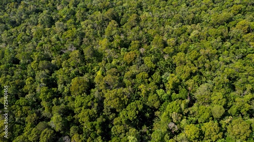 A dense tropical rainforest canopy viewed from above, highlighting Earth's natural biodiversity for World Environment Day
