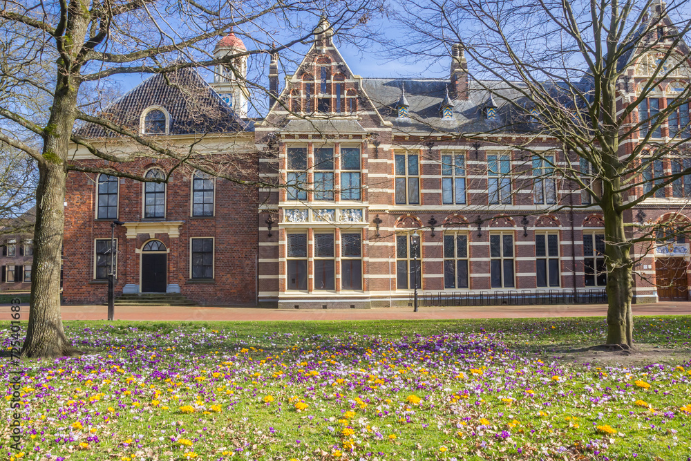 Yellow and purple crocuses in front of the museum in Assen, Netherlands