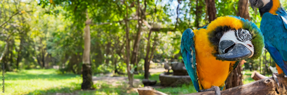A colorful macaw bird displayed in a natural, vibrant green forest setting, ideal for eco-tourism or environmental awareness concepts A colorful macaw bird displayed in a natural, vibrant green forest setting, ideal for eco-tourism or environmental awareness concepts