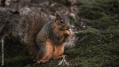 squirrel eating nut