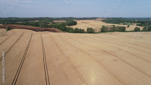 Fototapeta Naklejka Na Ścianę i Meble -  zboża