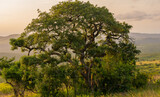 Bäume und im Hintergrund das Naturreservat Hluhluwe Imfolozi Park Südafrika