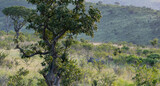 Bäume und im Hintergrund das Naturreservat Hluhluwe Imfolozi Park Südafrika
