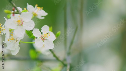 Spring Season. Fresh Light Tree Buds After Rain. Spring Blossom Flower Background. photo