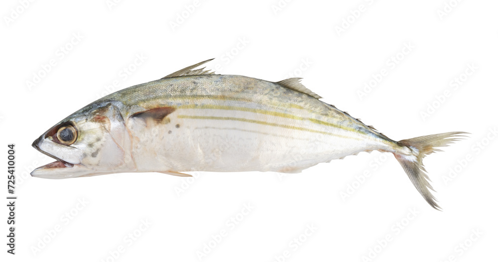 Indian mackerel isolated on white background, Rastrelliger kanagurta. Indian mackerel isolated on white background, Rastrelliger kanagurta.
