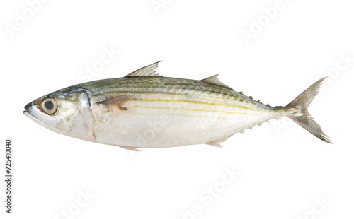 Fresh raw Indian mackerel isolated on white background, Rastrelliger kanagurta. 