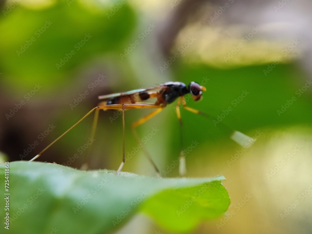 insect, macro, nature, animal, bug, green, wildlife, leaf, dragonfly, closeup, fly, grass, spider, close-up, wild, summer, mosquito, wing, grasshopper, black, wings, natural, close up, fauna, red insect, macro, nature, animal, bug, green, wildlife, leaf, dragonfly, closeup, fly, grass, spider, close-up, wild, summer, mosquito, wing, grasshopper, black, wings, natural, close up, fauna, red