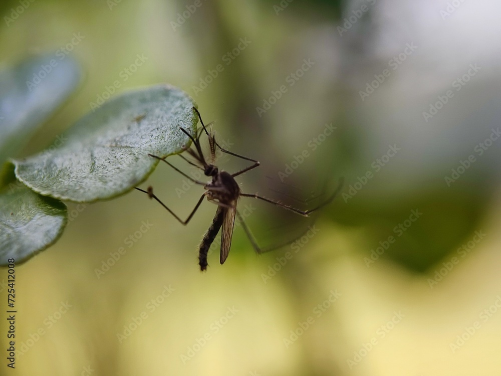 insect, macro, nature, animal, bug, green, wildlife, leaf, dragonfly, closeup, fly, grass, spider, close-up, wild, summer, mosquito, wing, grasshopper, black, wings, natural, close up, fauna, red insect, macro, nature, animal, bug, green, wildlife, leaf, dragonfly, closeup, fly, grass, spider, close-up, wild, summer, mosquito, wing, grasshopper, black, wings, natural, close up, fauna, red